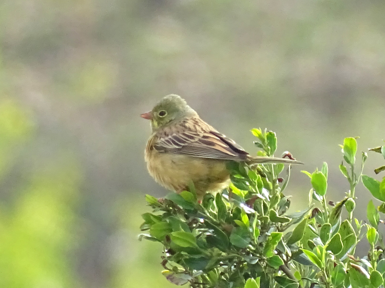 Bruant ortolan Cerbère Photo Cécilia Fridlender